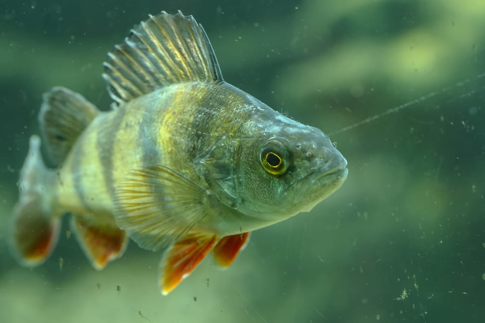 A Perch swims through the water. Its body is striped green and its fins are a deep orange.