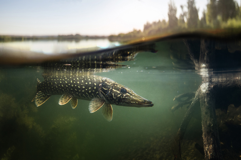 A long Pike fish under the water. The top of the picture shows above the water level with trees in the distance