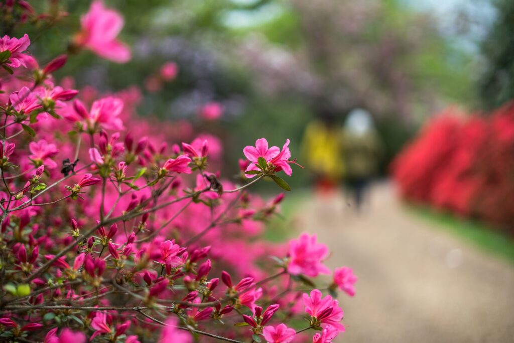 Pink Azaleas in The Savill Garden.