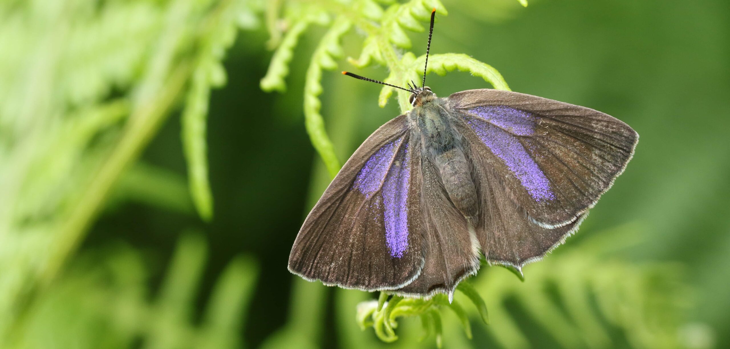 The Purple Hairstreak butterfly. Dark wings with streaks of purple.