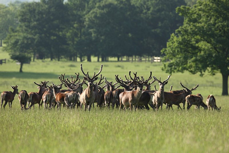 A herd of deer in Stag Meadow.