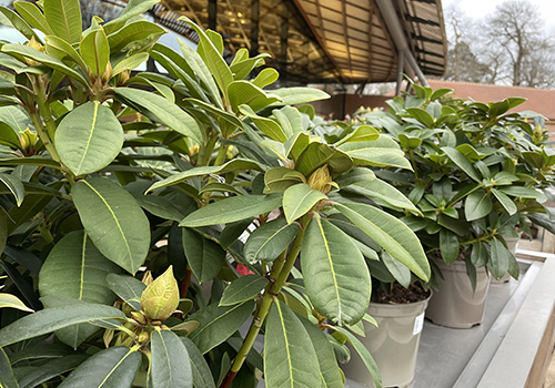 Pots of green rhododendrons stand on a table. The leaves are green and large buds are beginning to form.