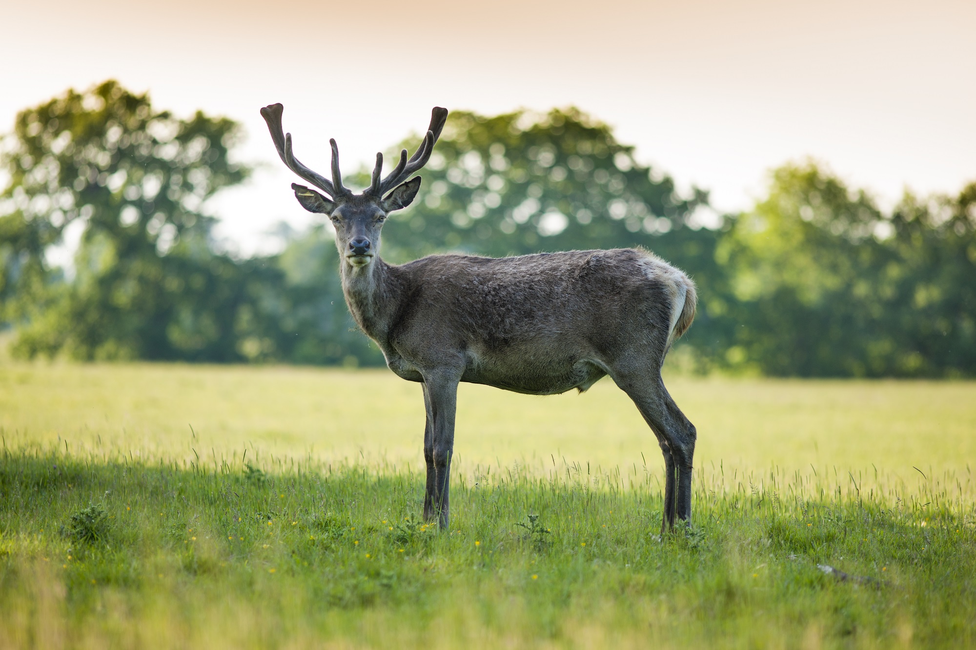 Single Stag in Windsor Great Park.