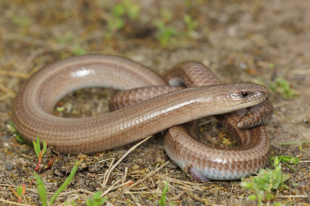 The rarely seen Slow Worm. Light brown in colour, and easy to miss.
