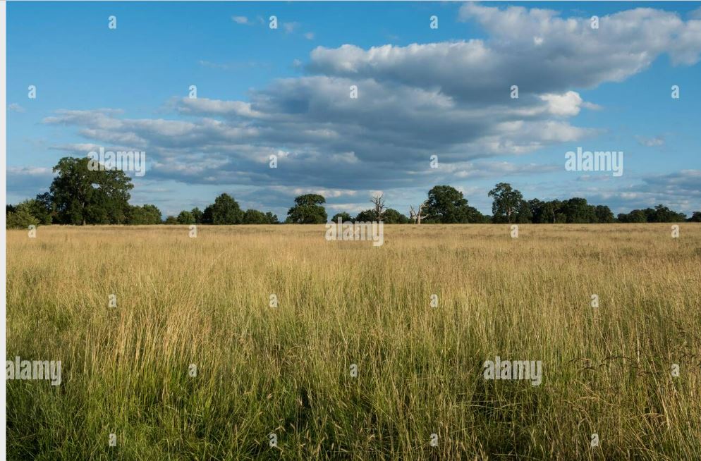 Stag Meadow