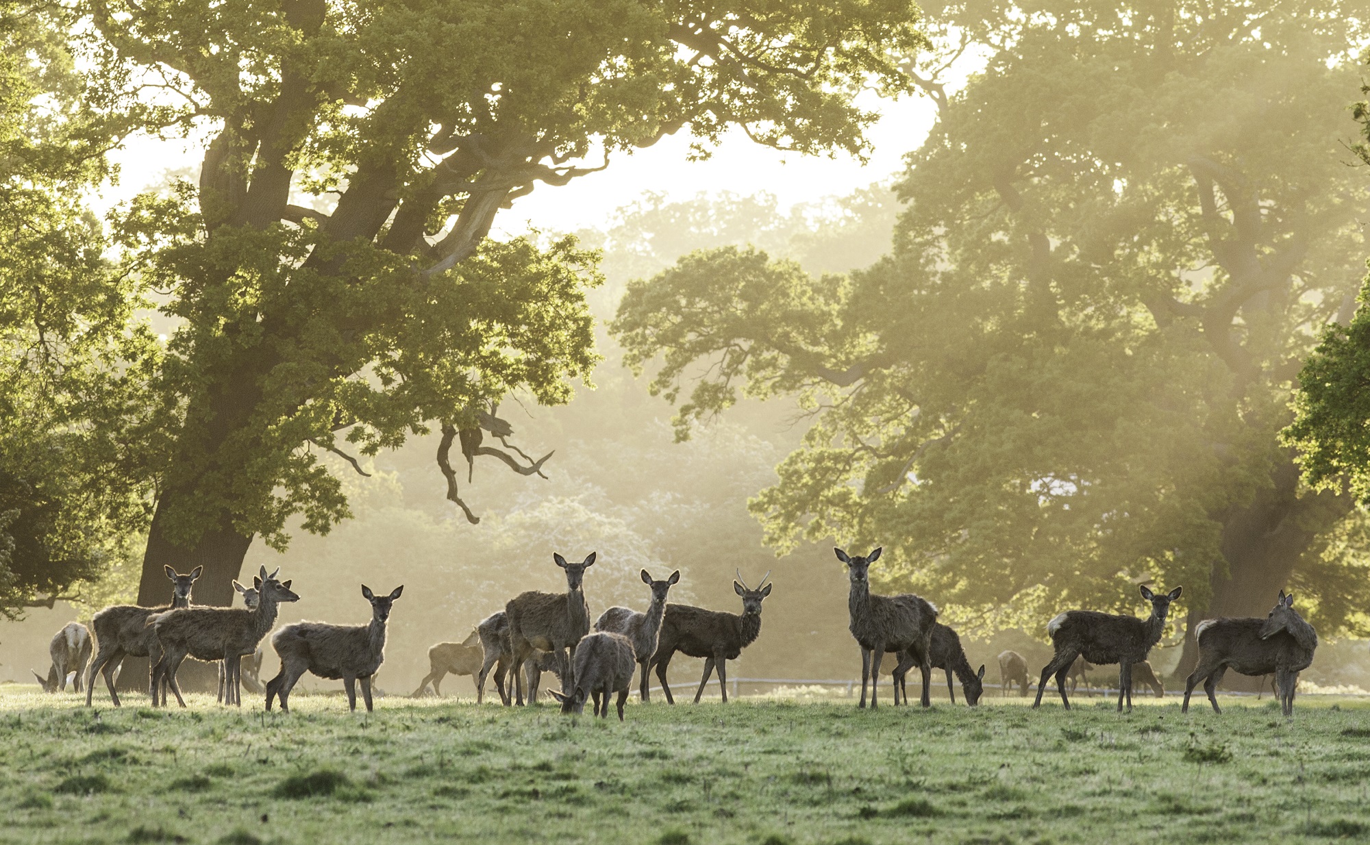 Deer grazing in the Deer Park, with large autumnal trees in the background.