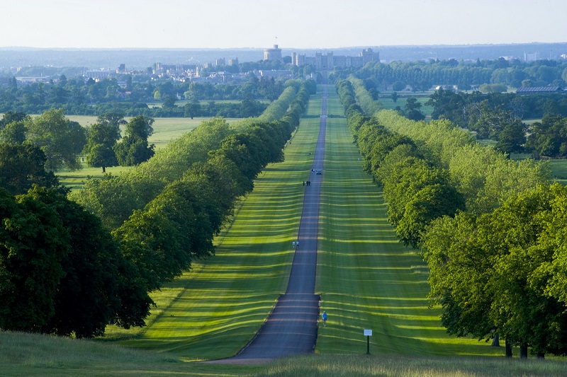 The Long Walk on a summer evening with Windsor Castle in the background.