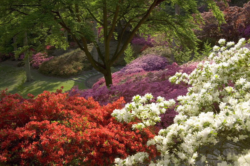 The Punchbowl in Spring, The Valley Gardens.