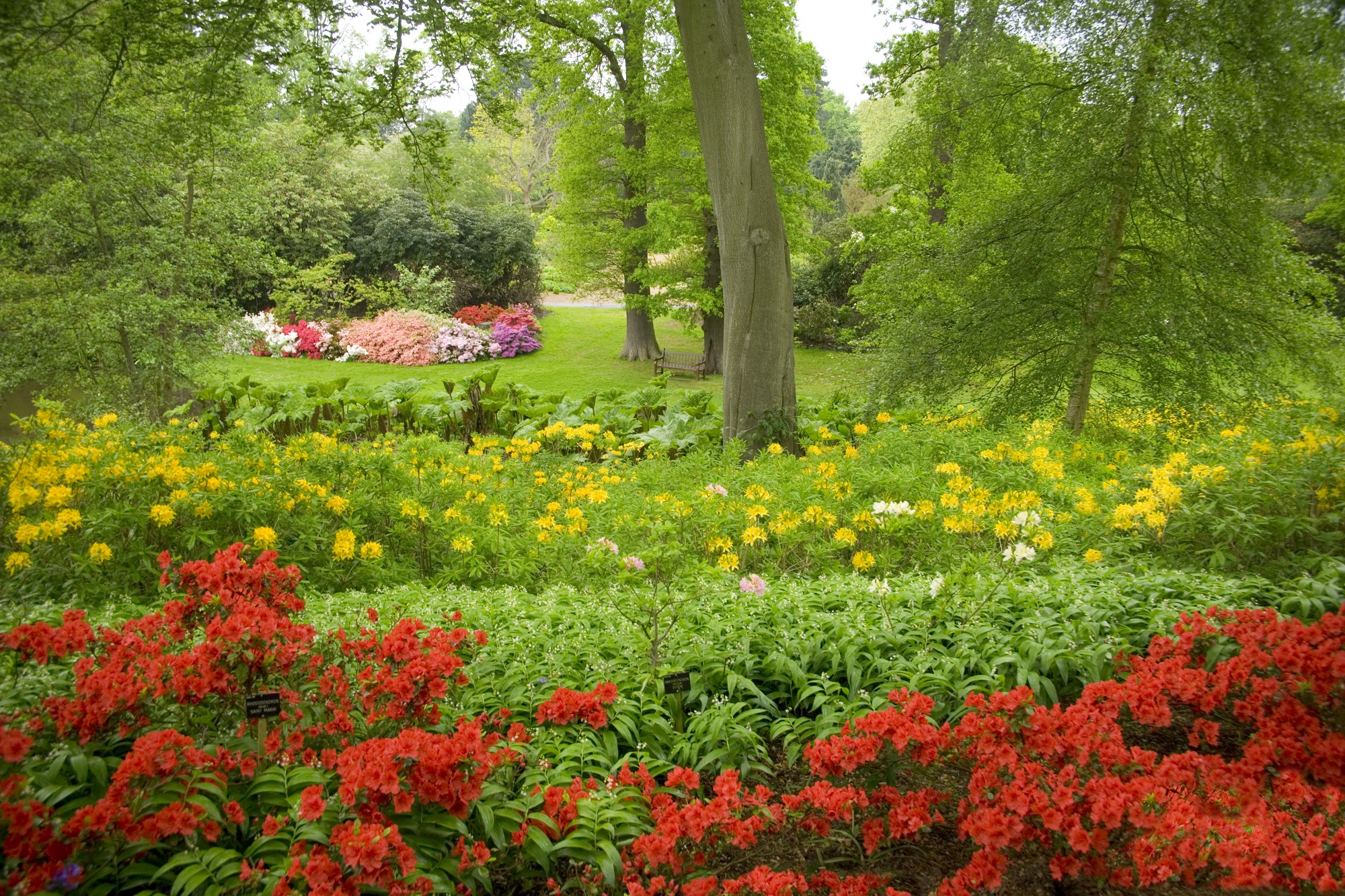 The Savill Garden in Spring with Azaleas of red and yellow in flower.