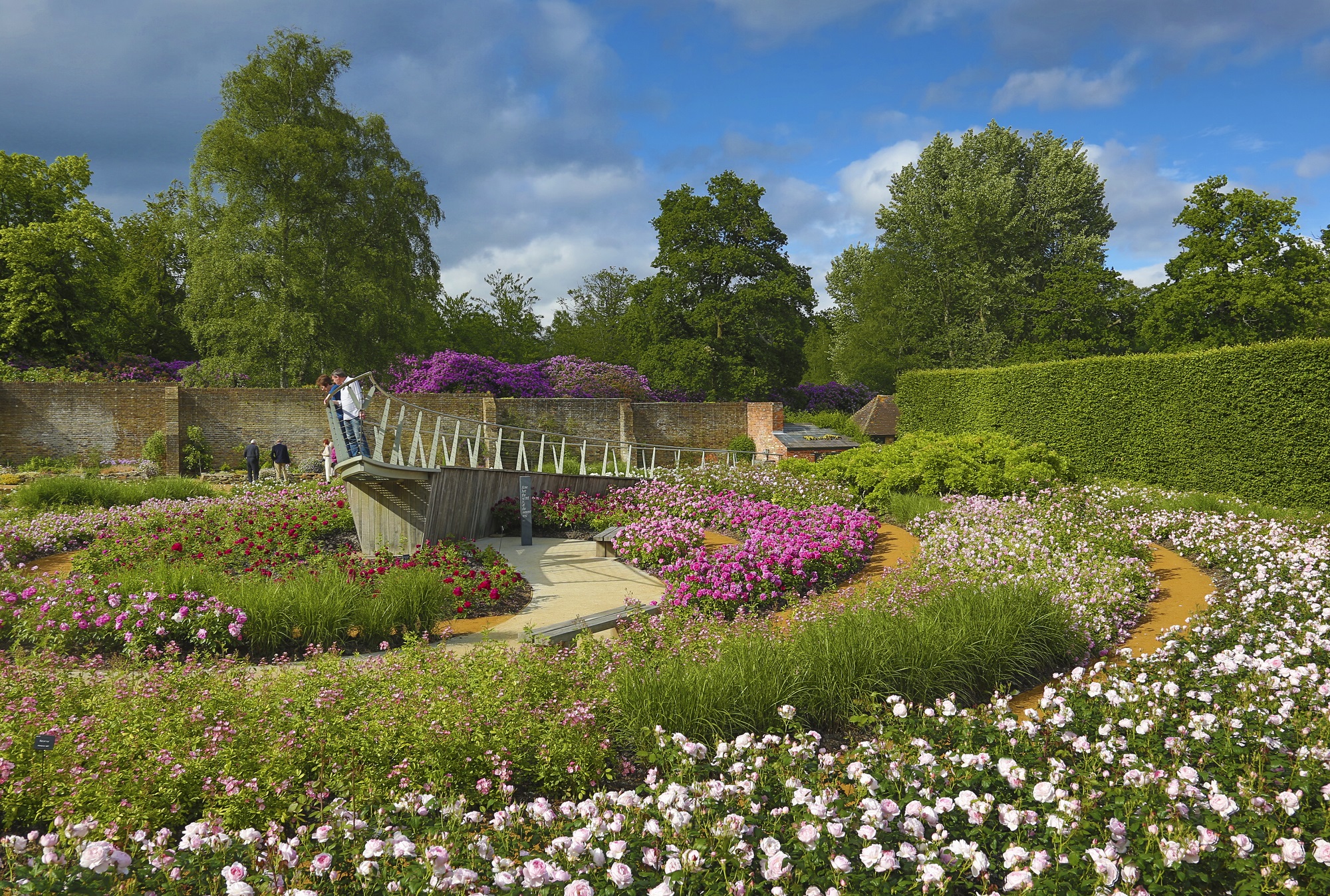 The Savill Garden Rose Garden, Blue, part cloudy sky with colourful roses in bloom.