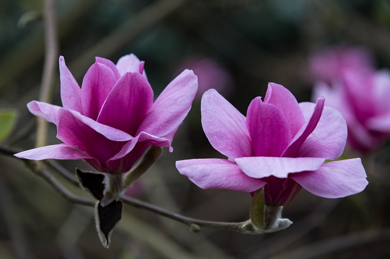 The Valley Garden, Pink Magnolia.