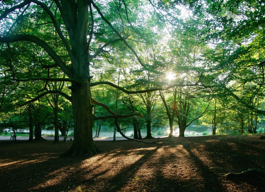 Virginia Water woods with the lake in the distance.