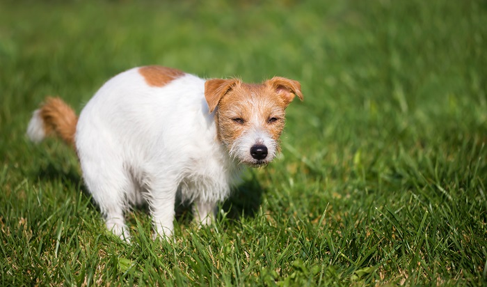 White dog with brown spots doing a poop on the grass.