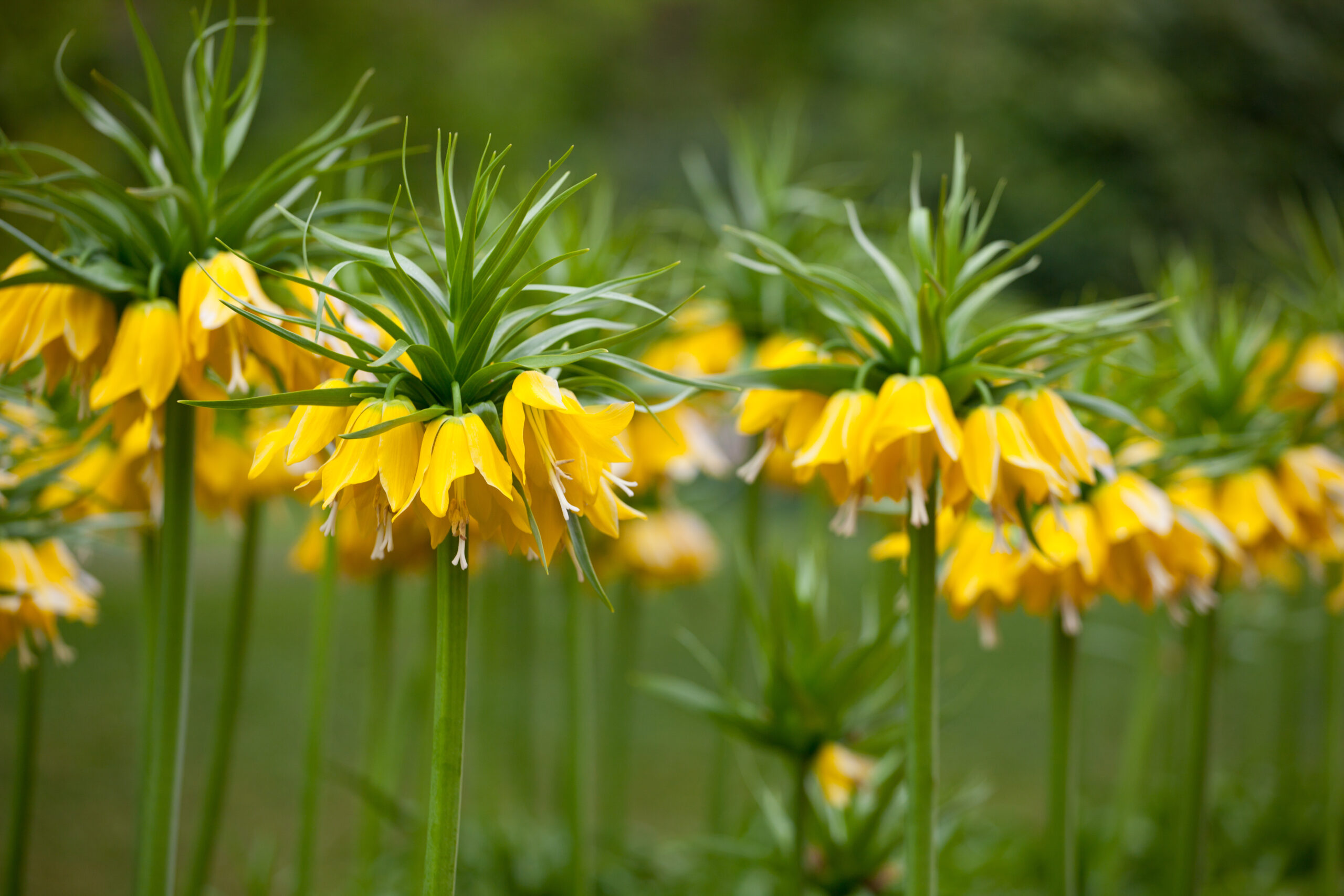 A cluster of bright yellow flowers of Fritillaria imperials 'Mixima Lutea'