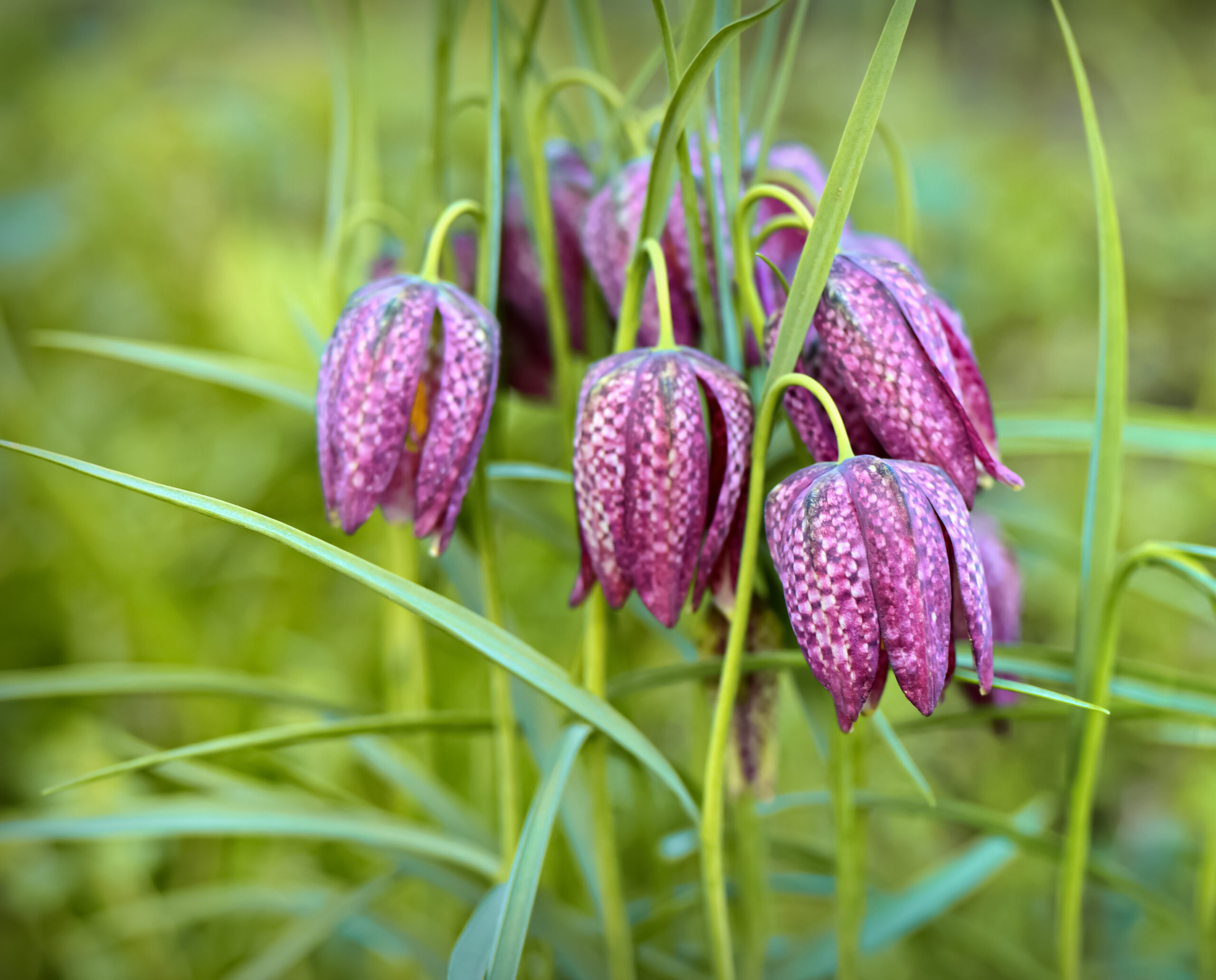 Purple 'snake skin' like flowers of Fritillaria meleagris.