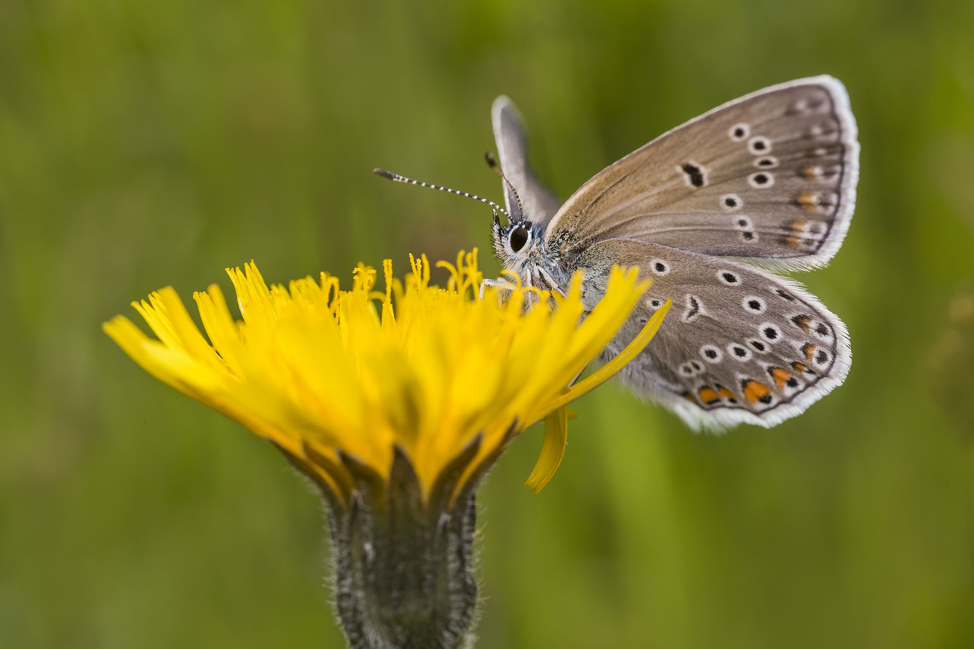 The Silver Studded Blue butterfly resting on a dandelion flower.