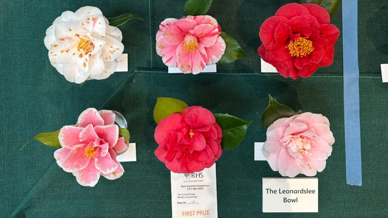 Six individual camellia flowers in colours of red and pink, sitting on a table display at a competition.