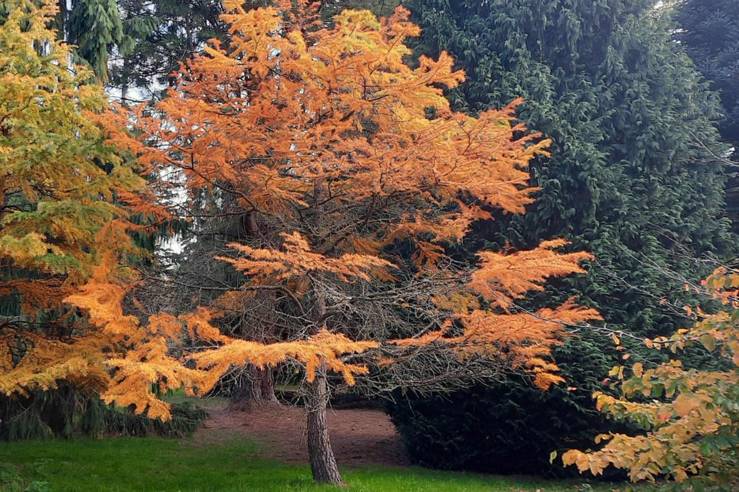 A tree with gold leaves and some bare branches grows from grass beneath it. Behind it are tall trees of green.