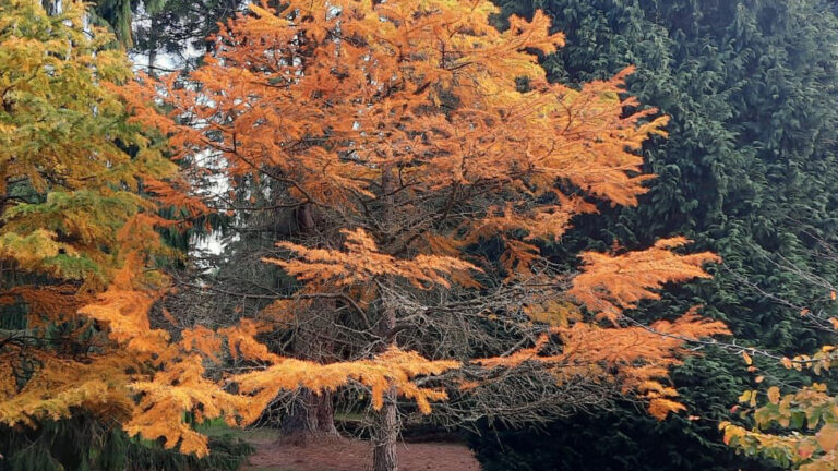 A tree with gold leaves and some bare branches grows from grass beneath it. Behind it are tall trees of green.