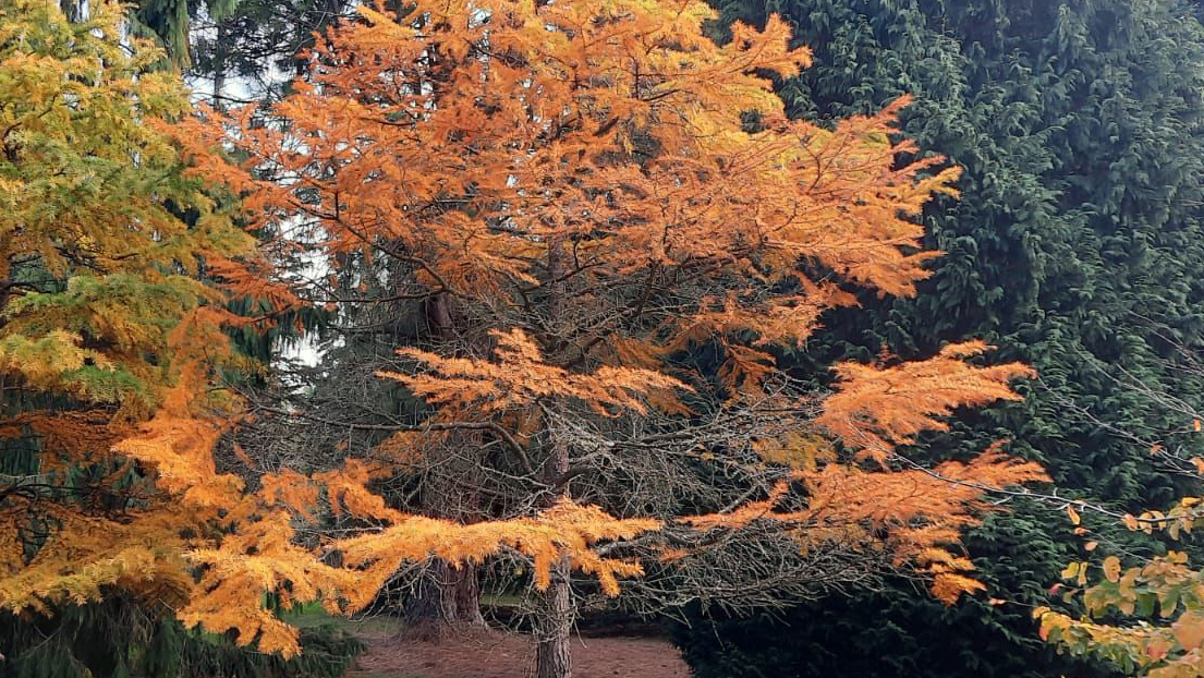 A tree with gold leaves and some bare branches grows from grass beneath it. Behind it are tall trees of green.