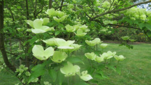 A close up of the Cornus x rutgersensis with large cream petals.