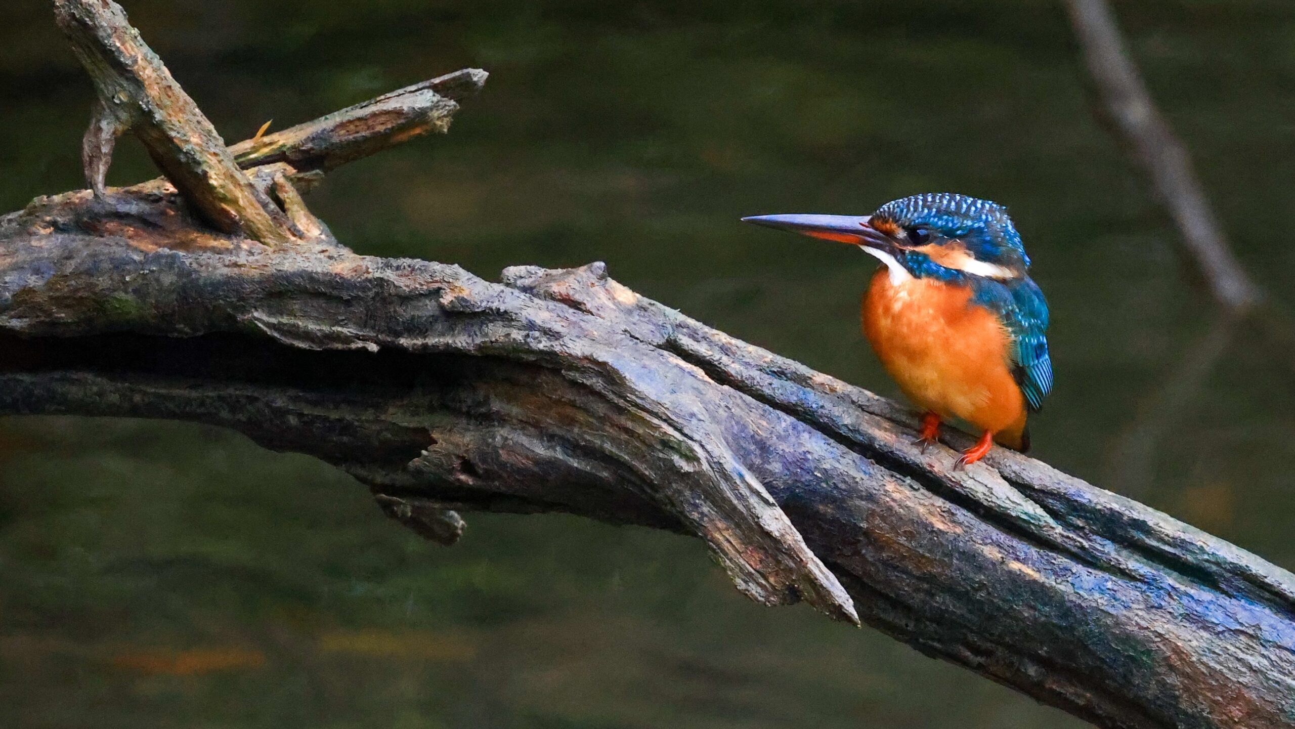 Multi-coloured Kingfisher bird standing on bark. Blurred background.