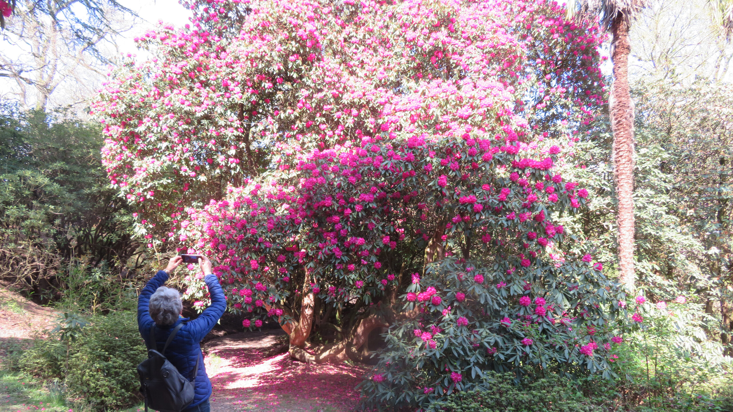 A Friend facing away from the camera, taking a picture of a large rhododendron with pink flowers on their smartphone.
