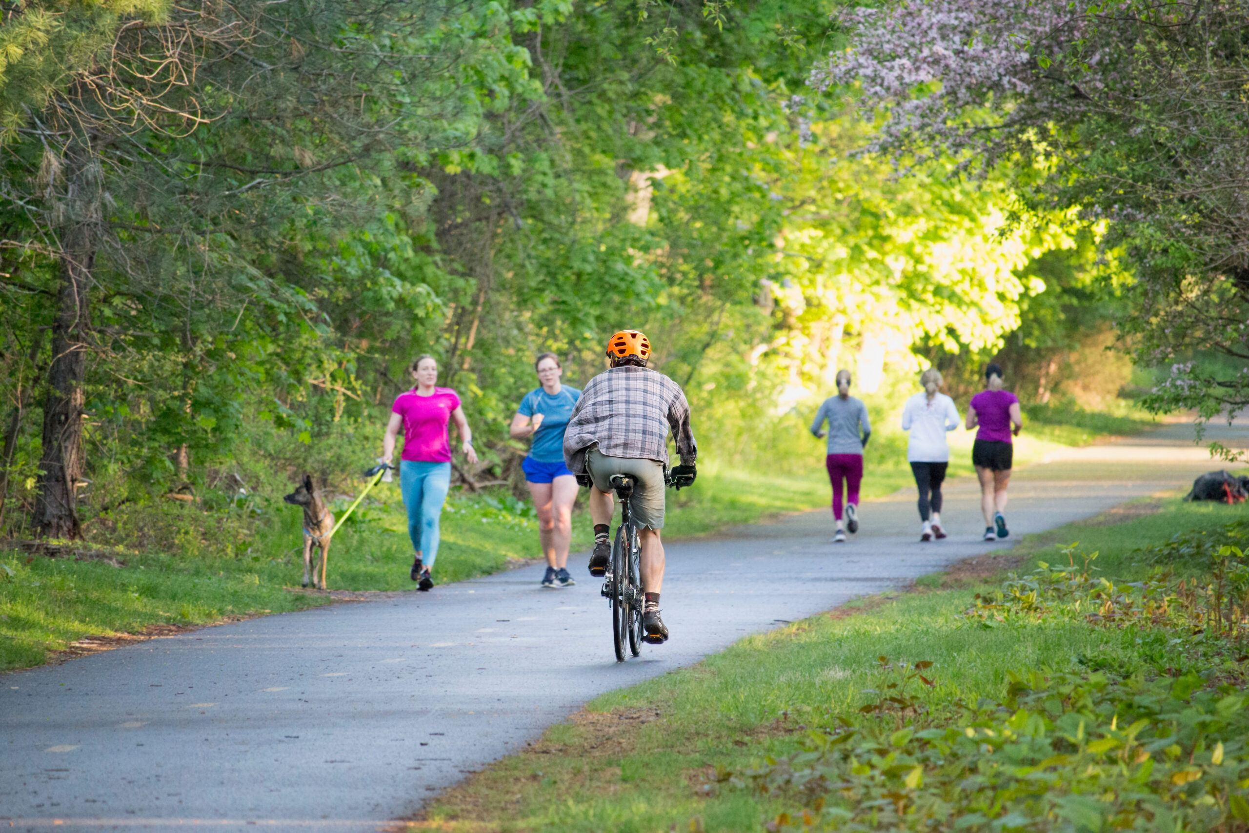 A person on a bike wearing a helmet shirt and shorts, cycles away from the camera along a paved path, while a dog walker with a dog on lead, and a runner are moving towards the camera. Three more runners are running away from the camera. The path is lined by green trees and grass.