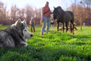 A large black and white dog sits on grass on the left side of the picture. It the background is a person holding the reins of a black horse.