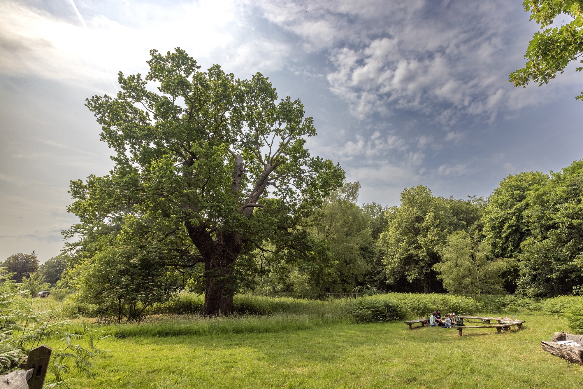 View of a large Oak tree with a group of Young People sitting on the grass.