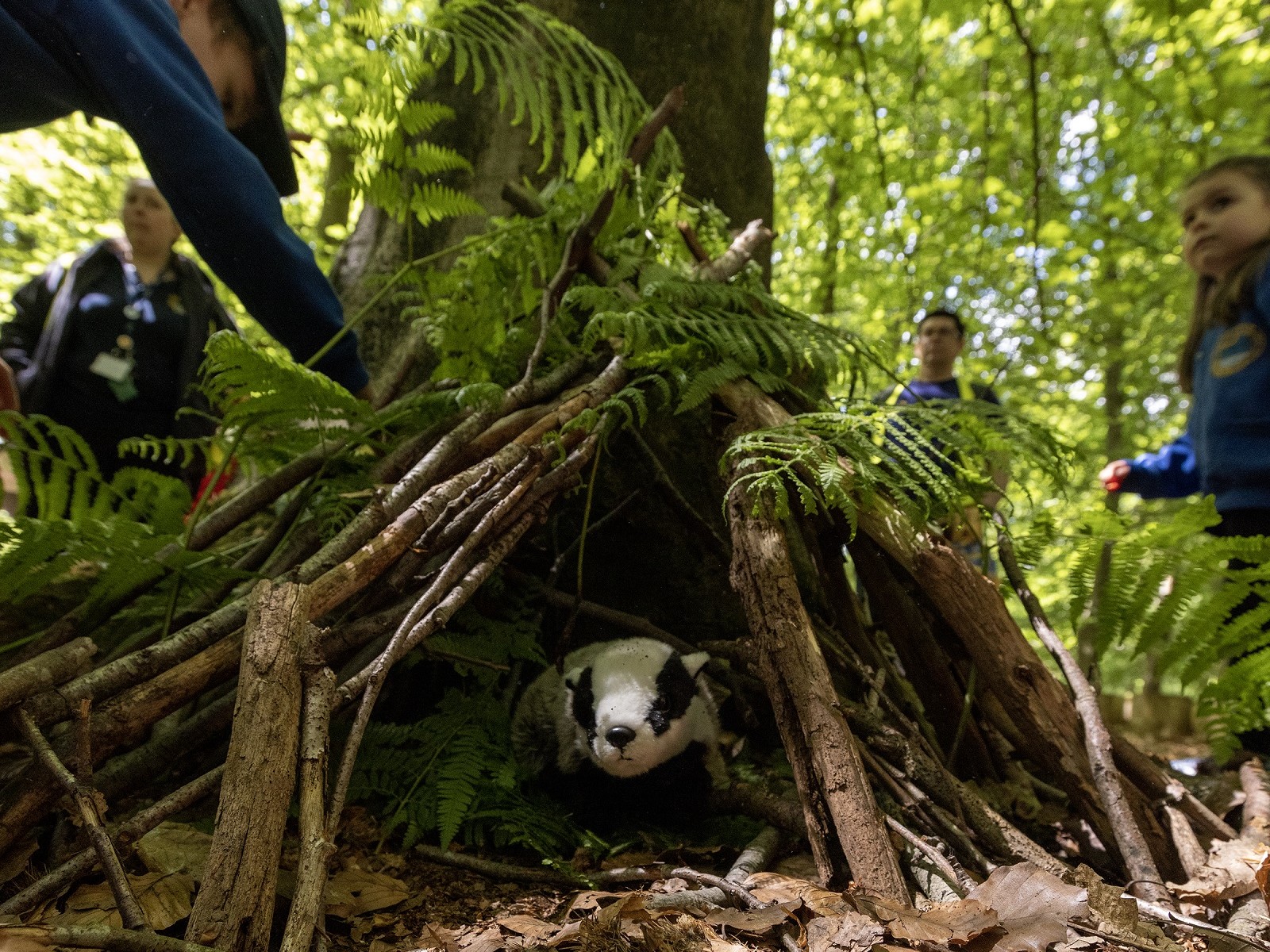 Plush Badger toy hidden in a small den of twigs and green foliage. Young children in the background.