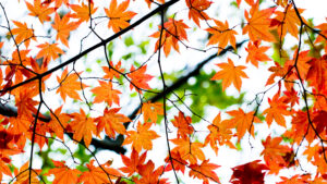 A picture looking up to the sky underneath tree branches with leaves of orange and red.