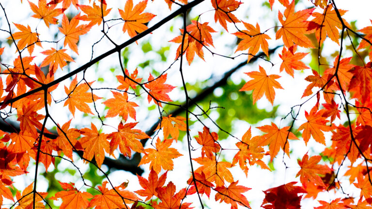 A picture looking up to the sky underneath tree branches with leaves of orange and red.