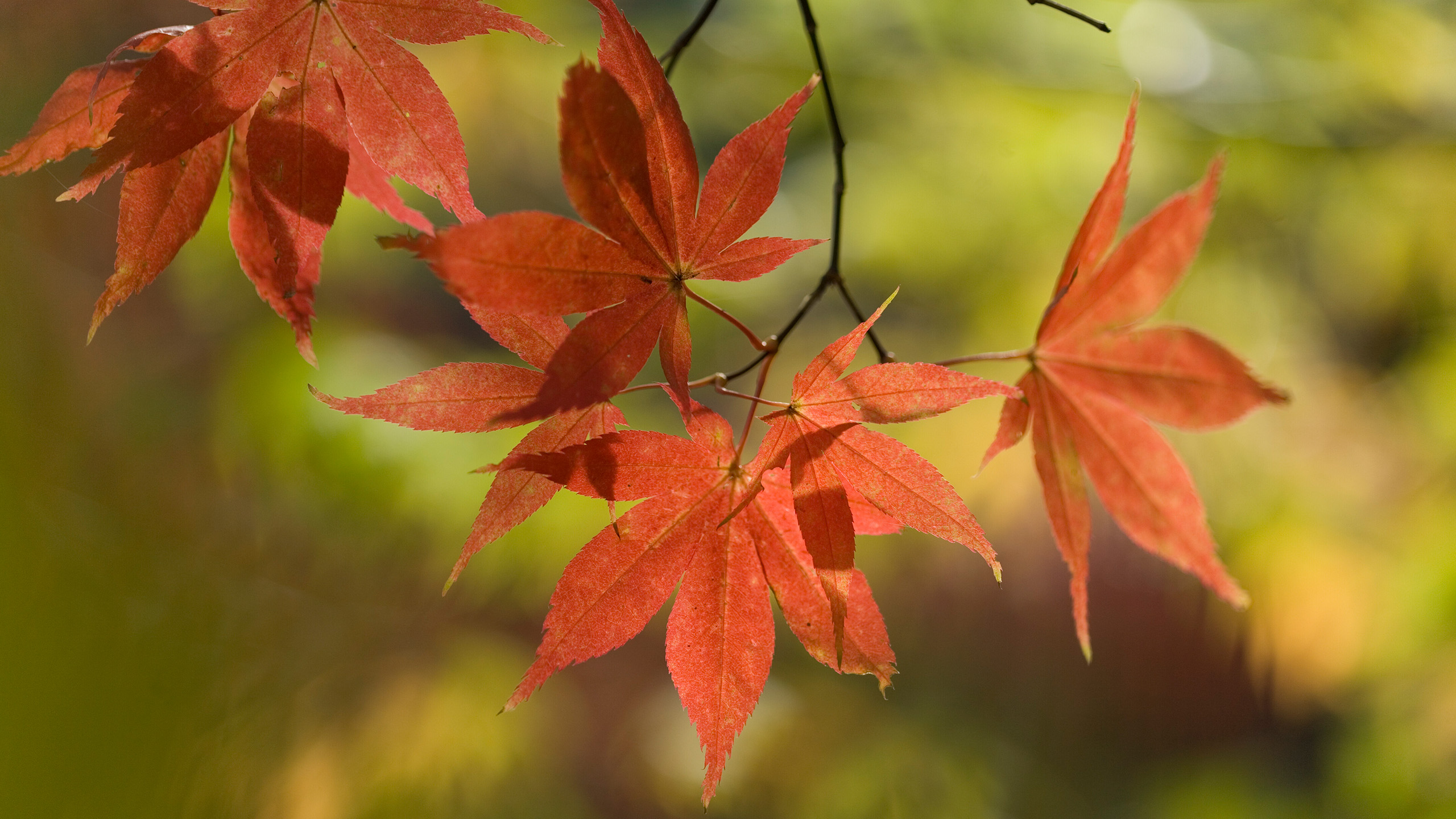 A close up of seven (7) red leaves hang from a thin branch, The background is out of focus.