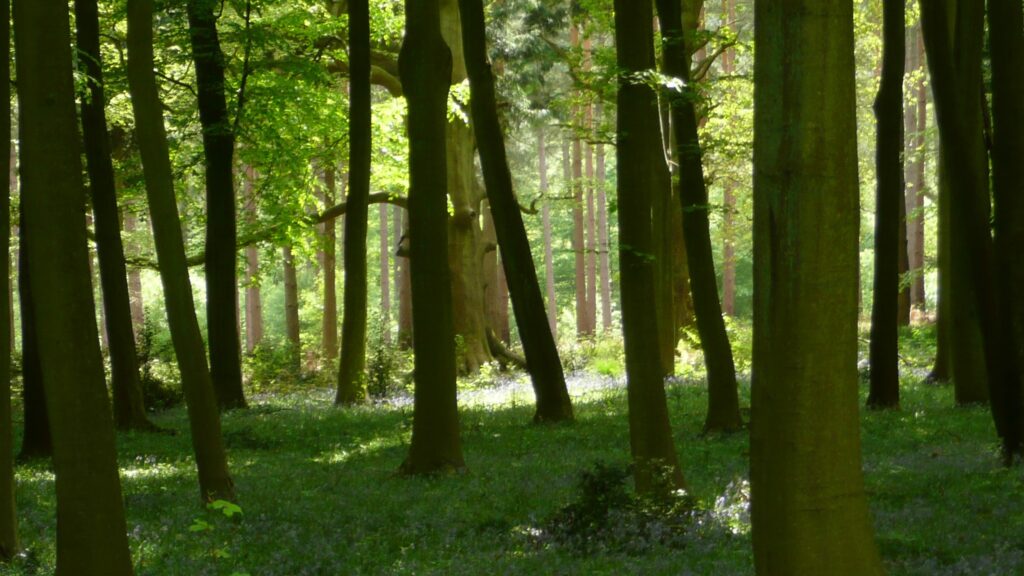 Forest trees of Windsor Great Park.