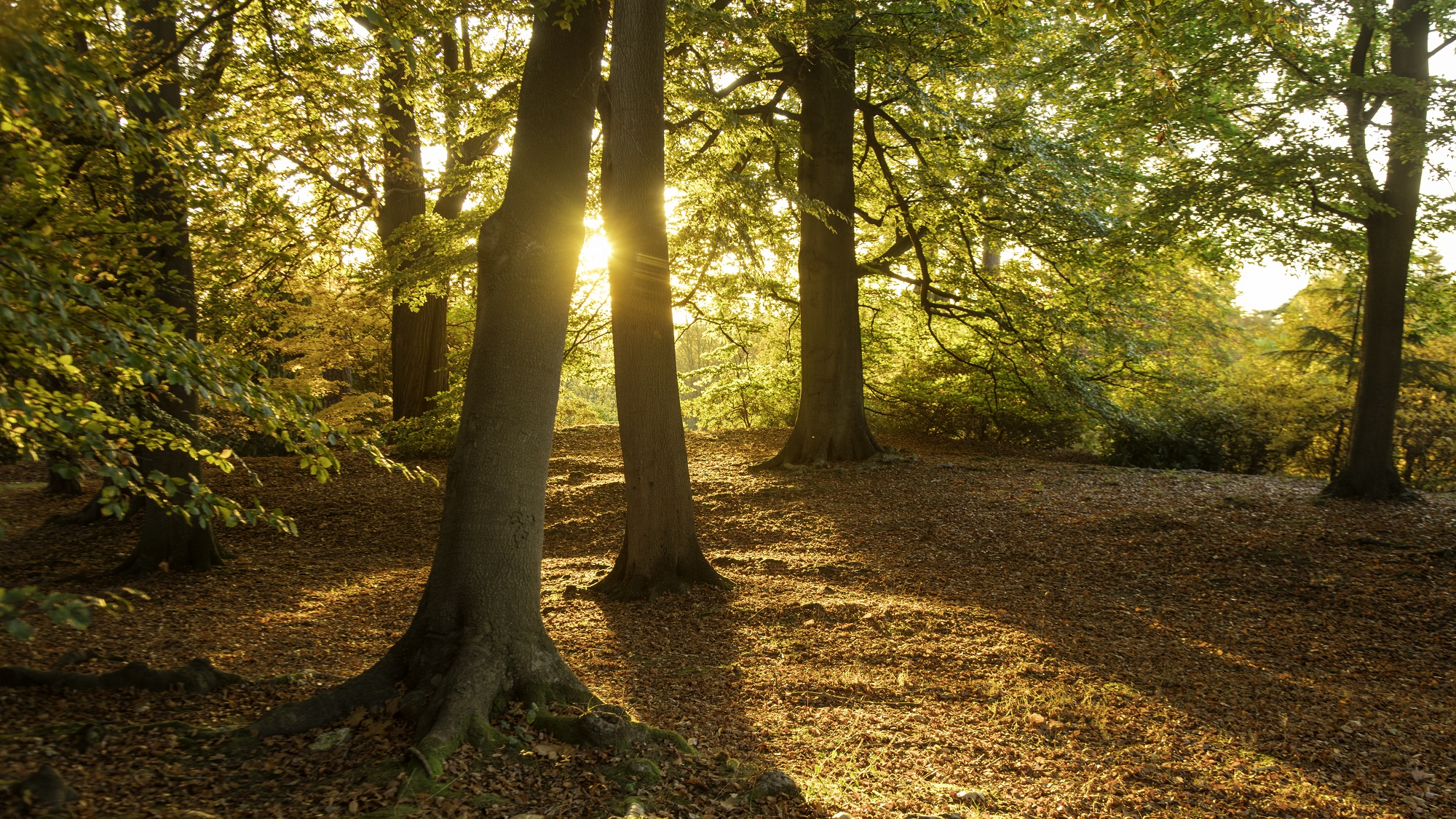 Sun shining through the trees with autumn leaves on the floor.