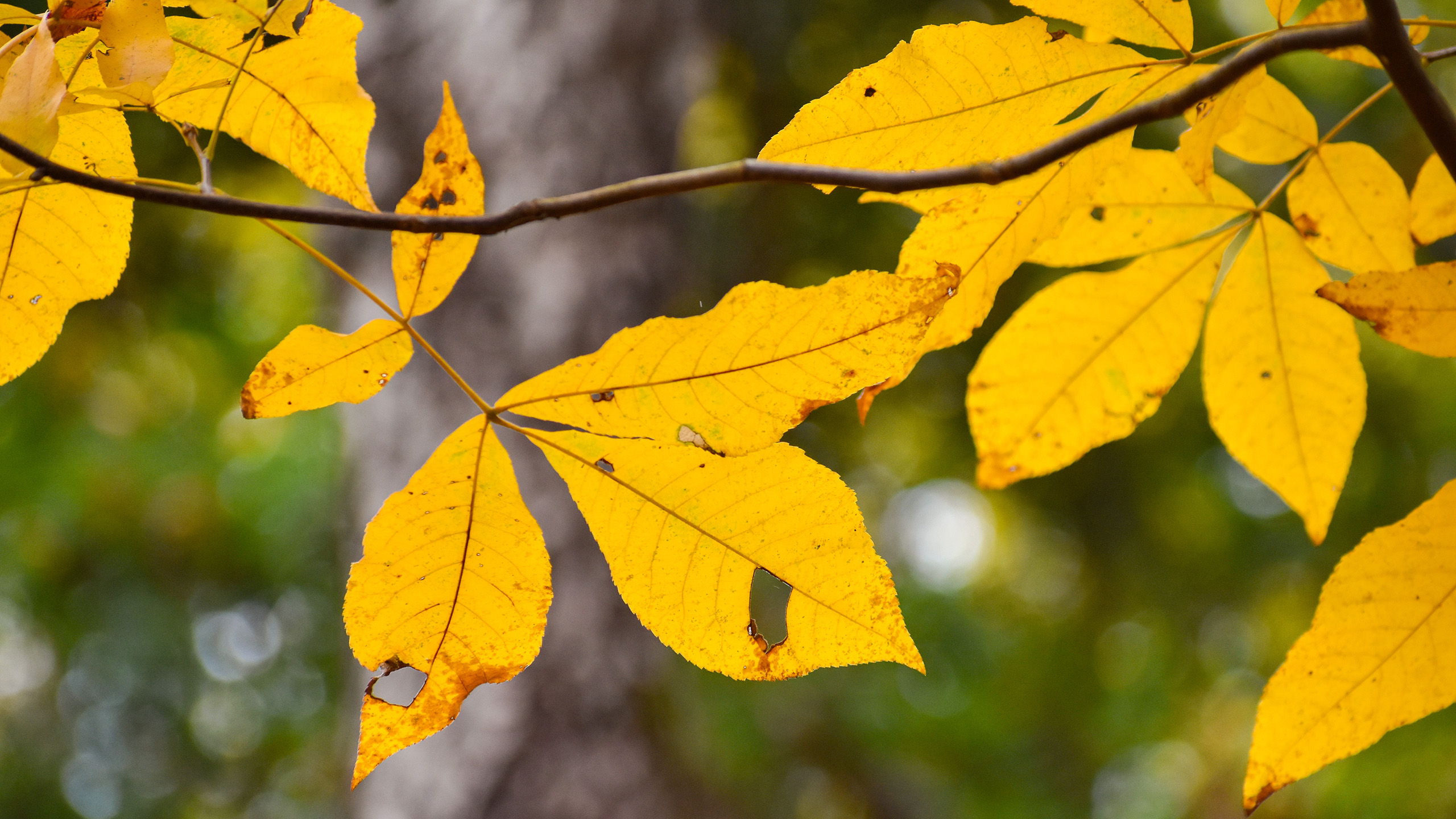 A close up of yellow leaves hanging from a branch. The background behind is out of focus.