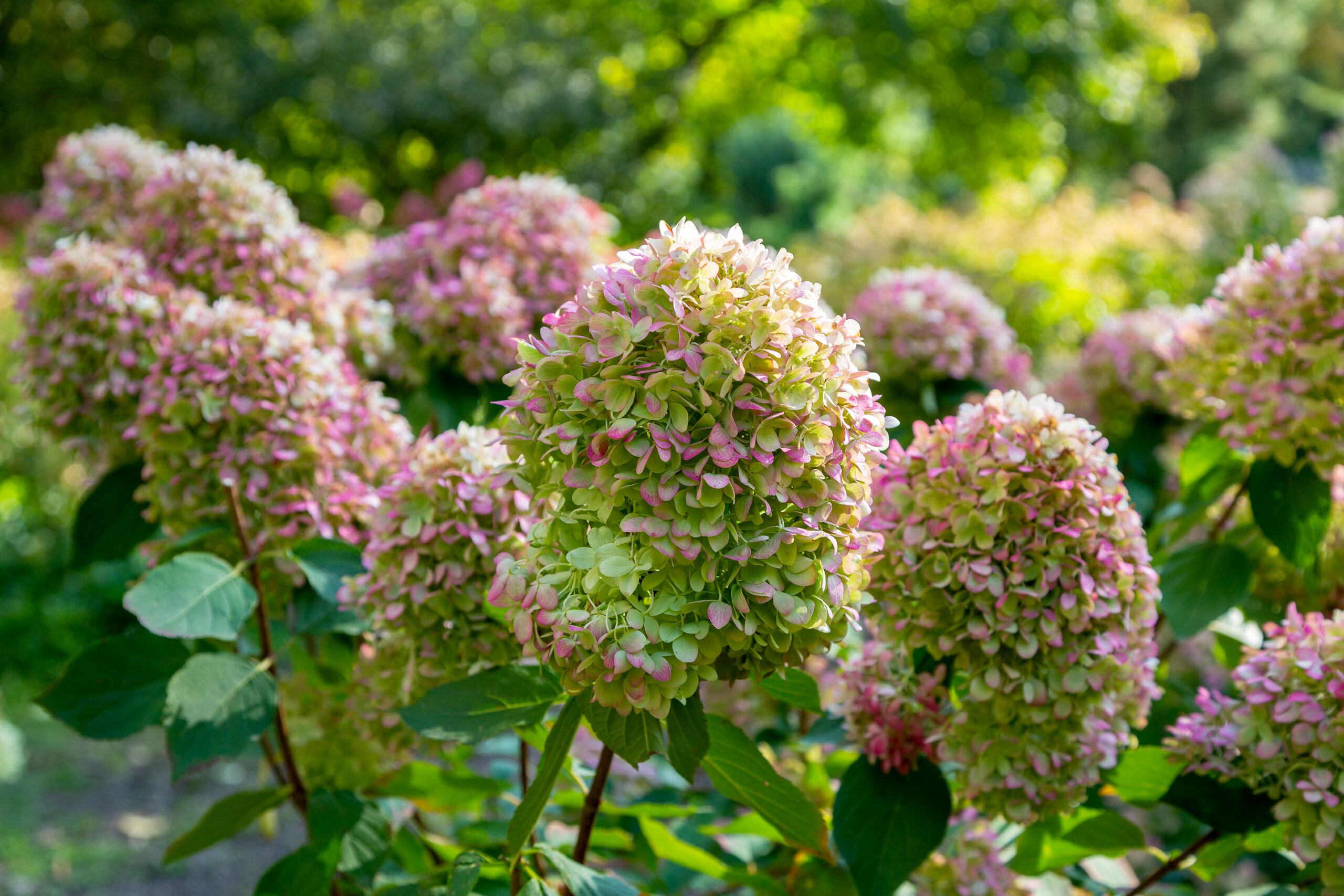 Hydrangea paniculata 'Polar Bear'. Large bulbous flower with white and pink.
