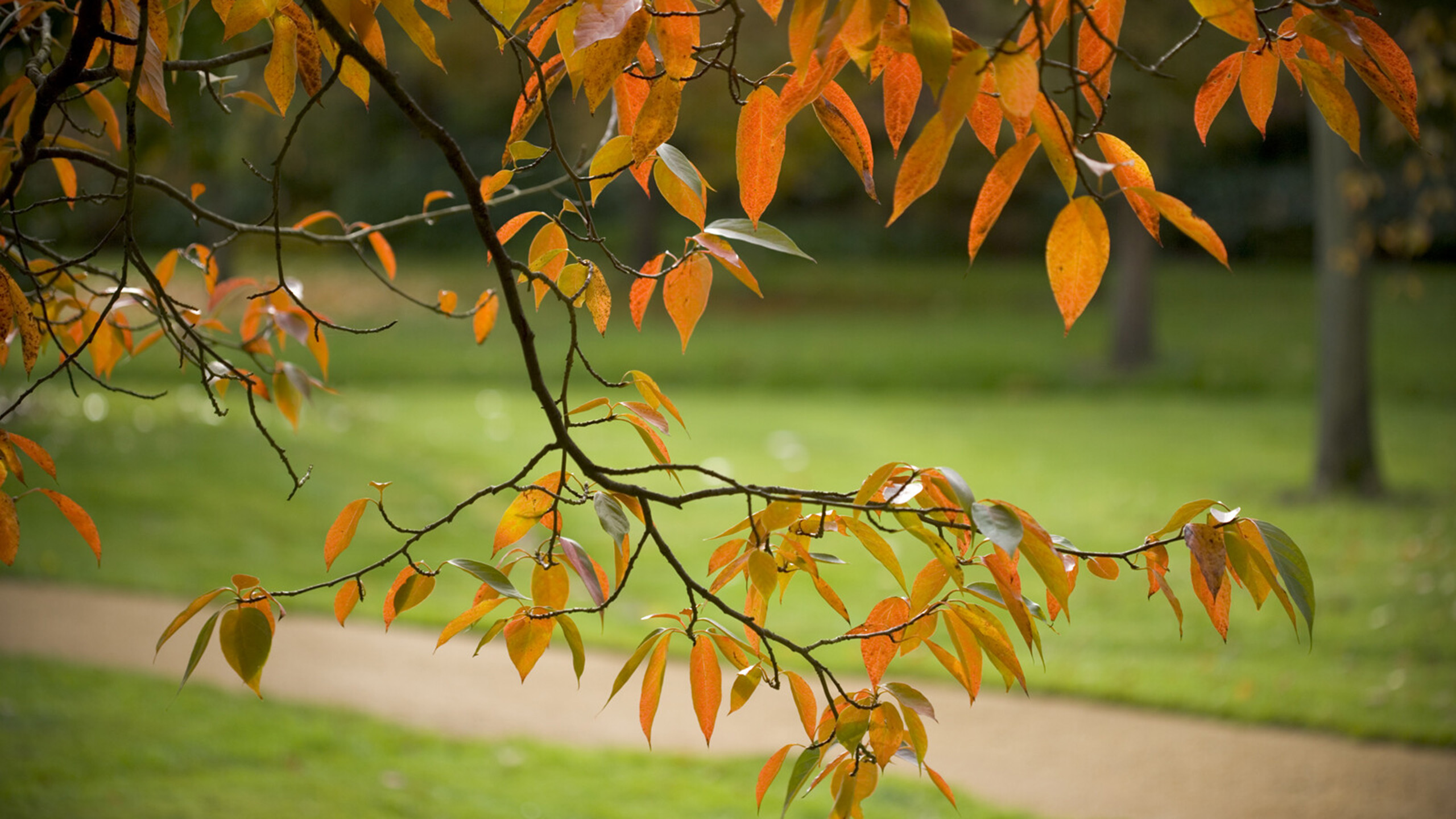 A tree branch hangs from the top of the picture, filled with red leaves. Behind the branch is a footpath with two tree trunks out of focus on the right.