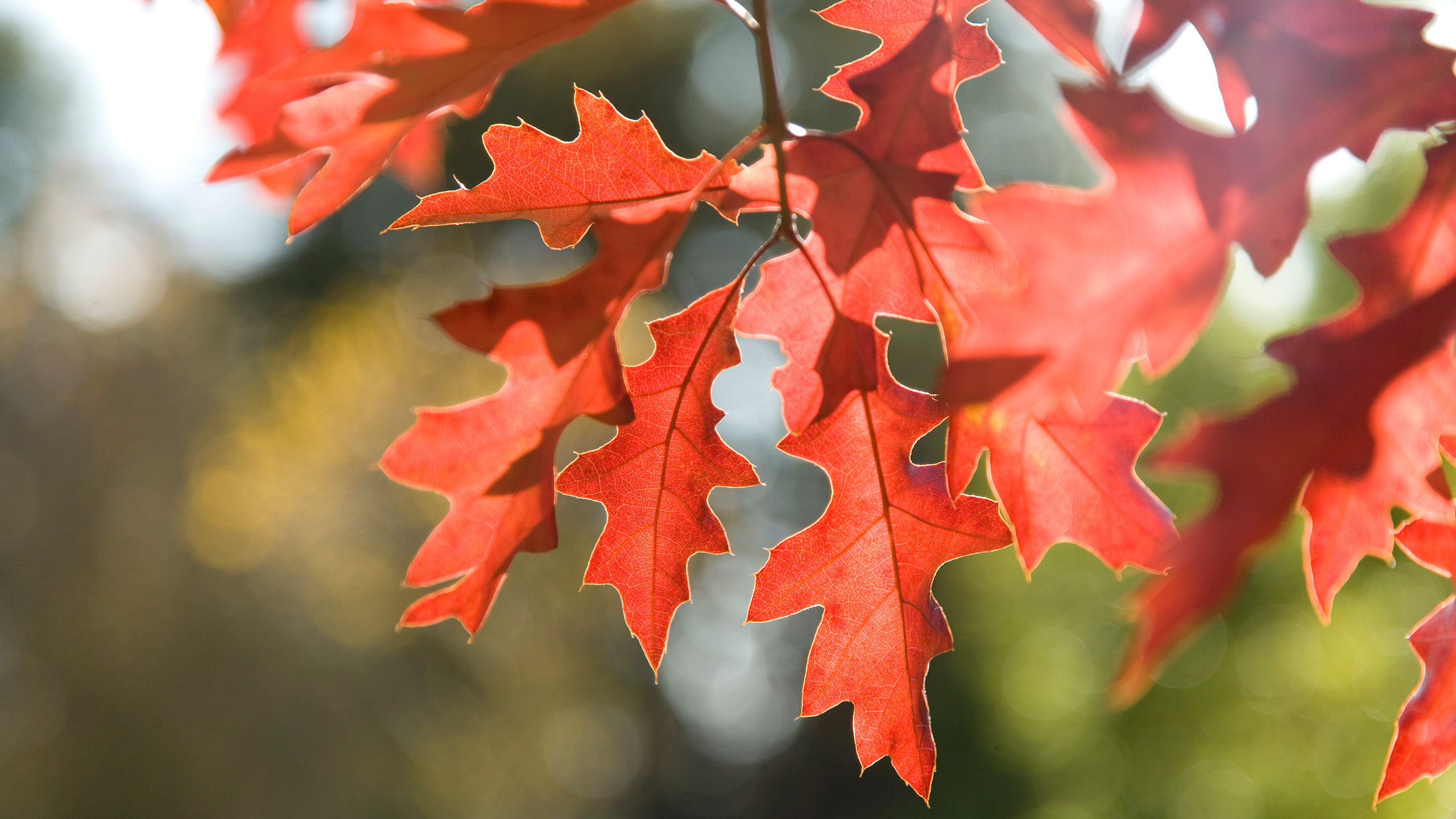 A close up of a cluster of red oak leaves hanging from the top of the picture.