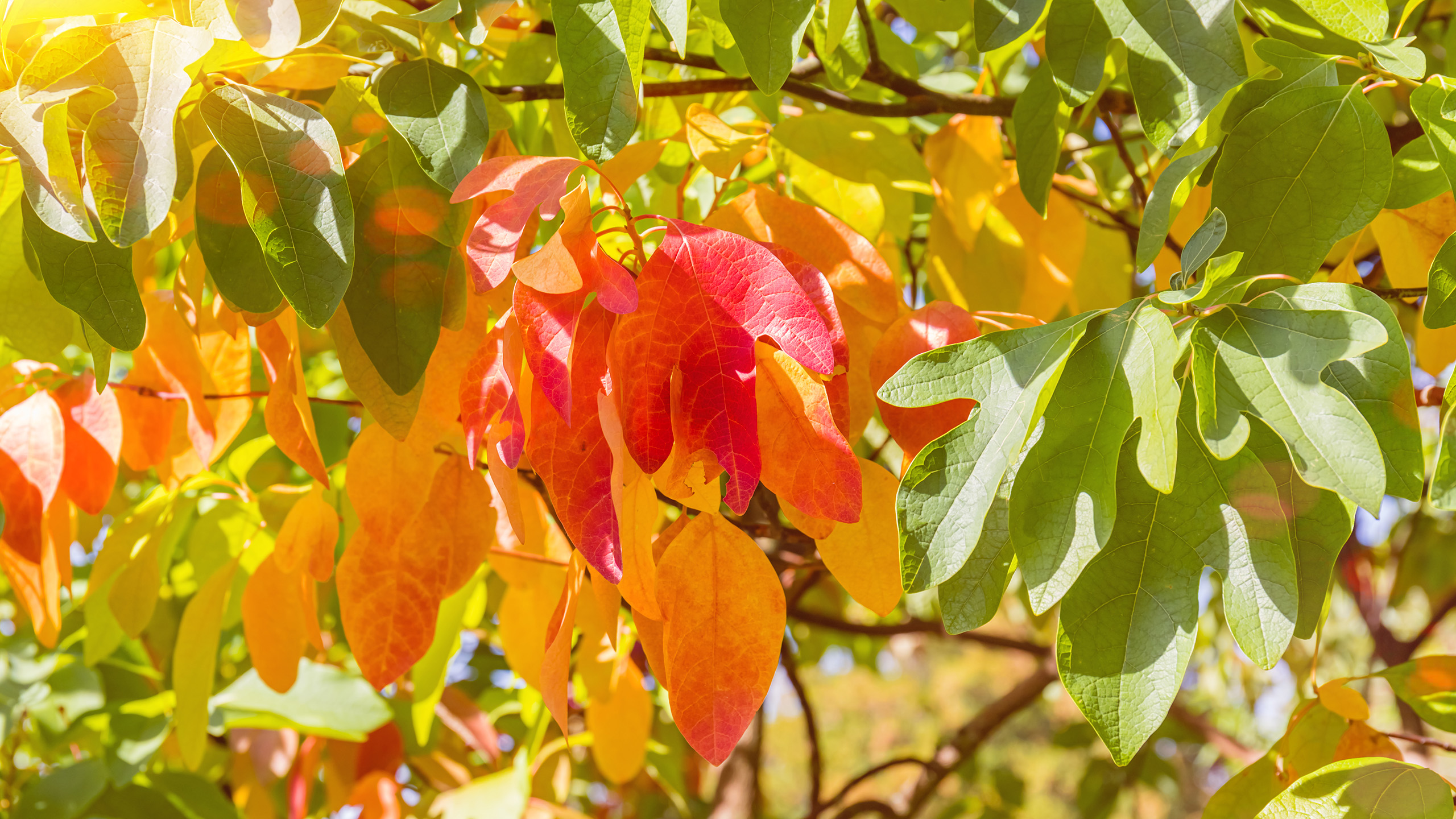 A mixture of orange and green leaves, hanging down from a branch. Bright sunlight hits the very top left of the picture.