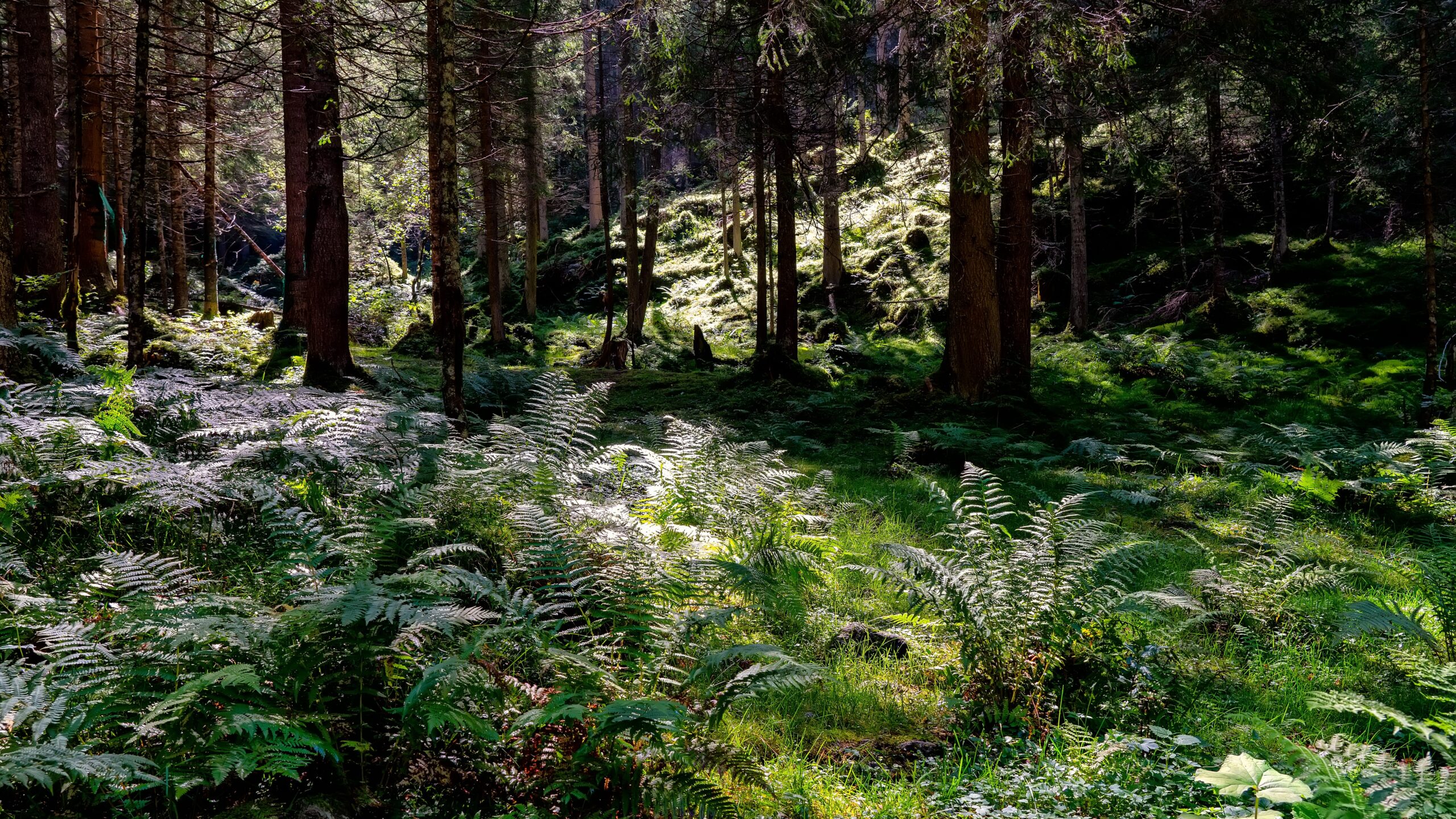 Forest setting with trees and ferns.