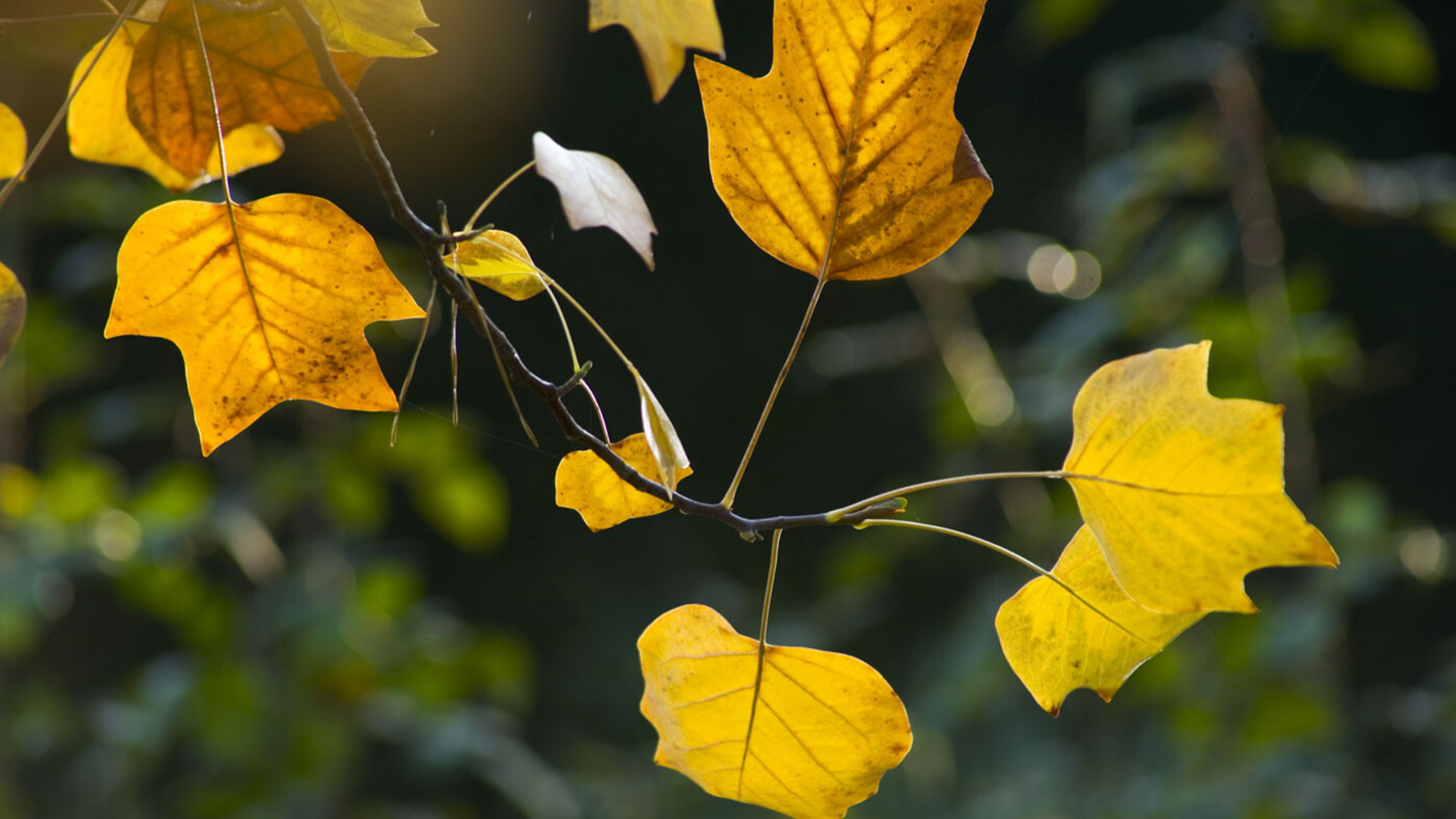 A close up of a branch with eleven (11) yellow tulip tree leaves. The background behind them is out of focus.