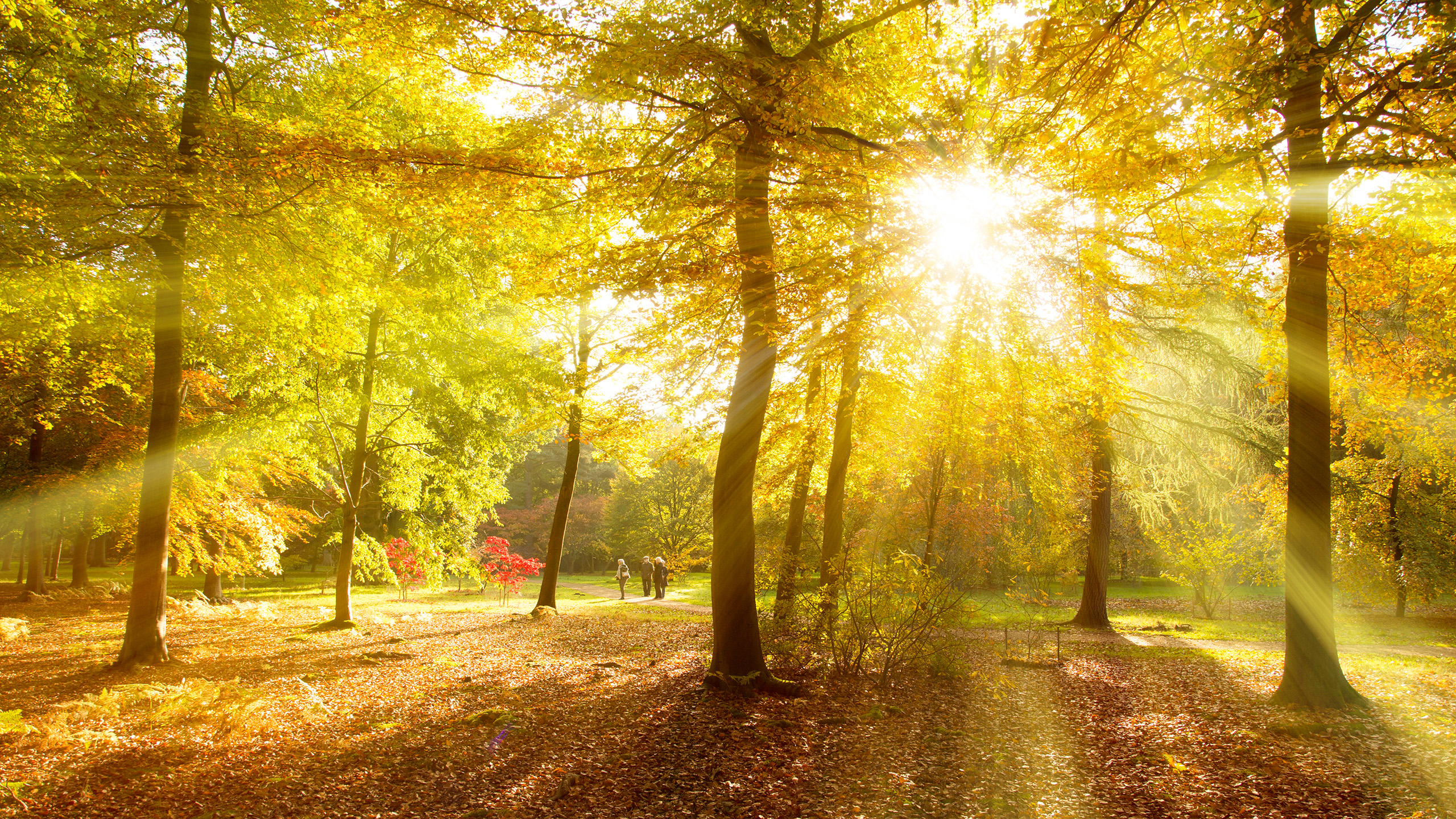 Sunlight streams through the branches of tall trees, directly towards the camera. On the ground are fallen leaves with autumn leaves still on the branches of the trees. Between the trees is a weaving path with three people walking away from the camera.