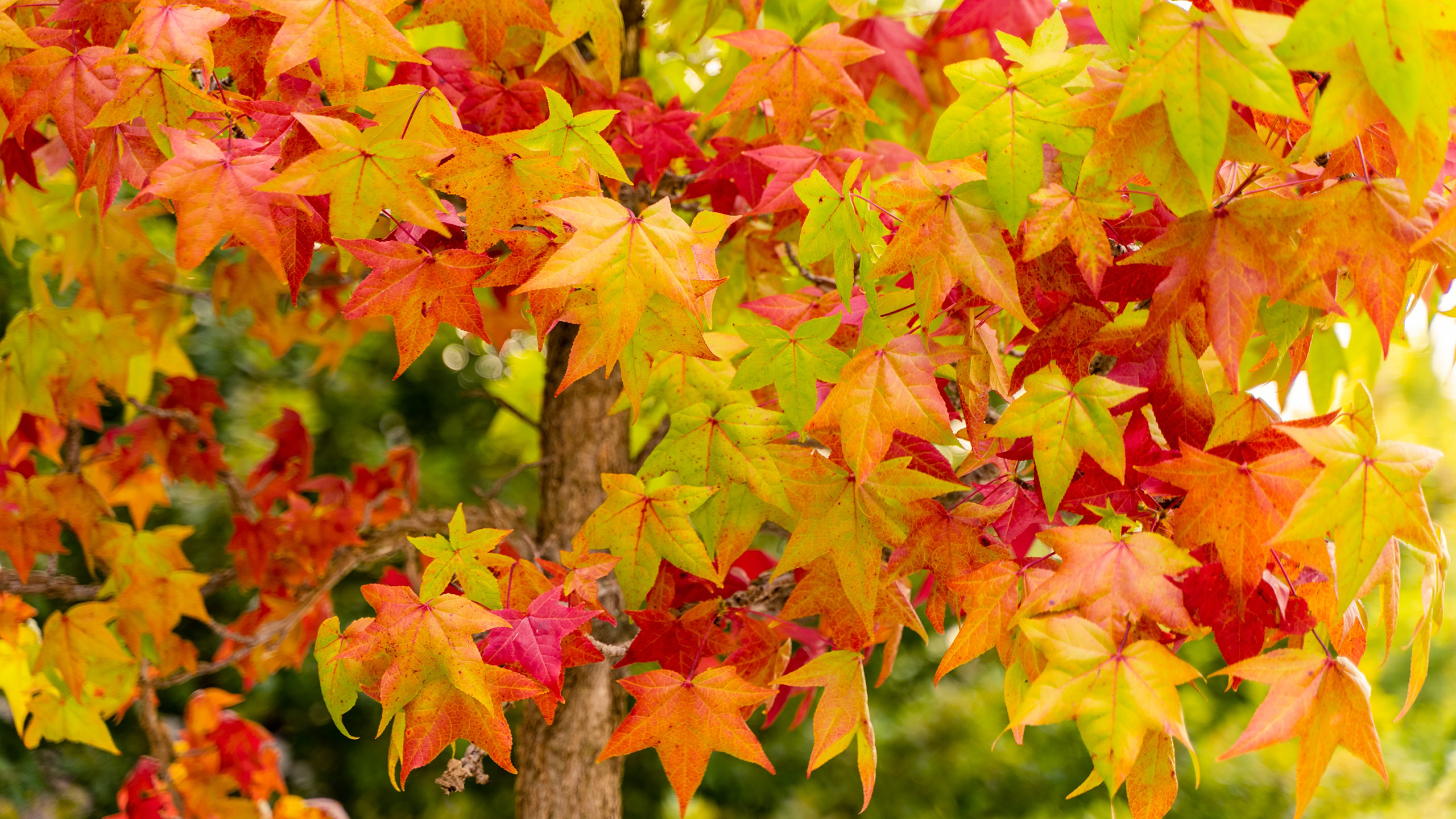 A narrow tree trunk with branches filled with leaves in oranges, red and yellows.