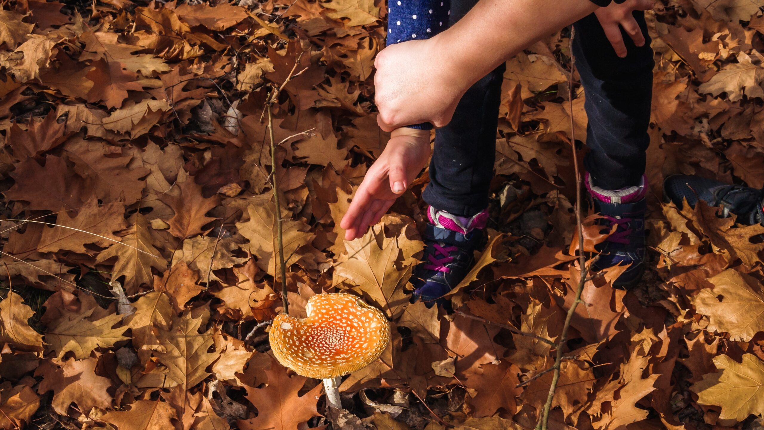 Adult hand stopping another hand touching a fungi.