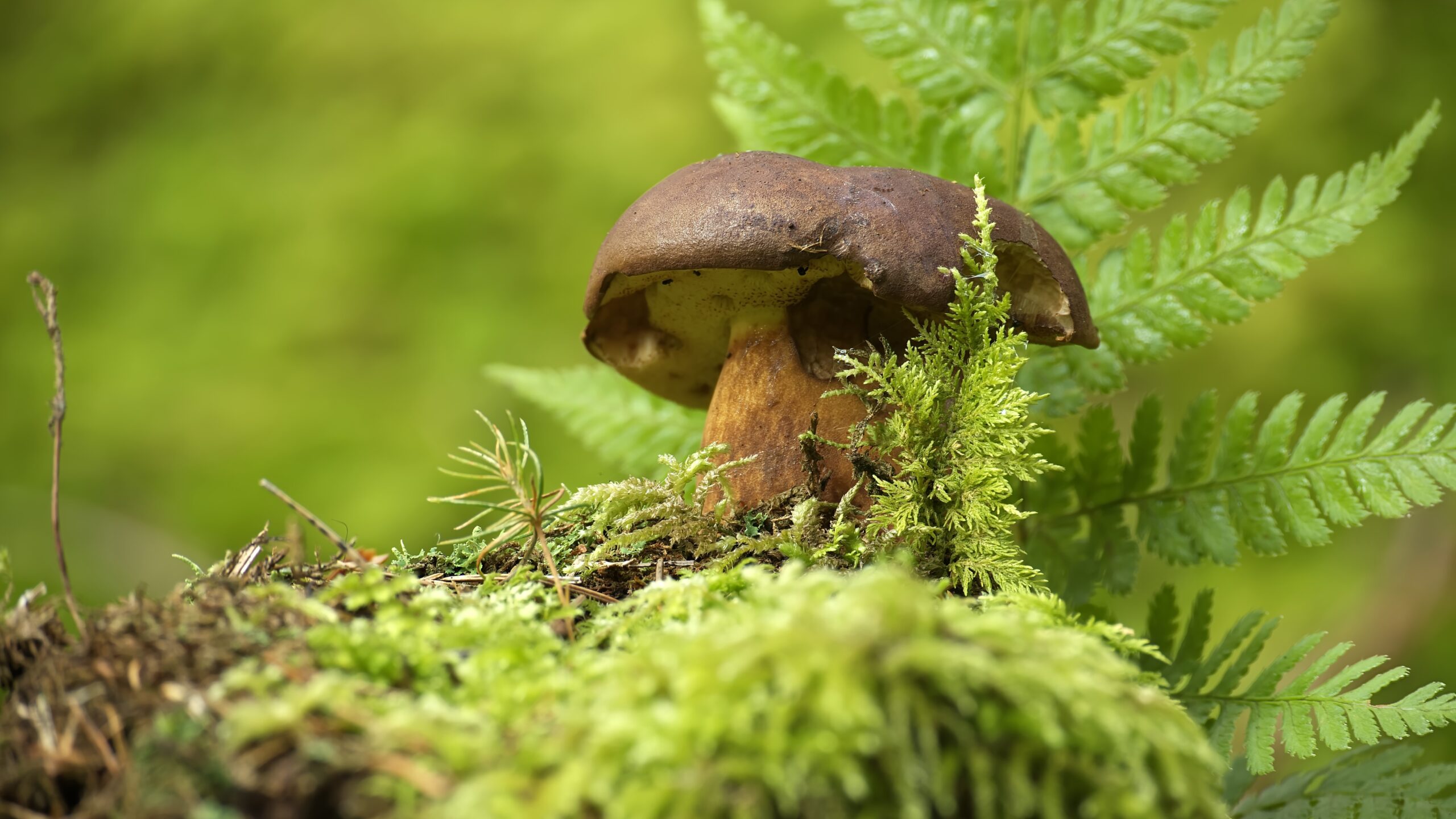 Bay Bolete fungi.