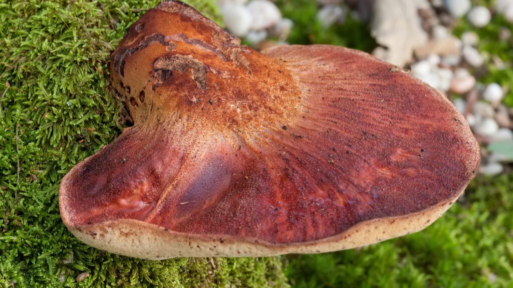 Beefsteak fungi.