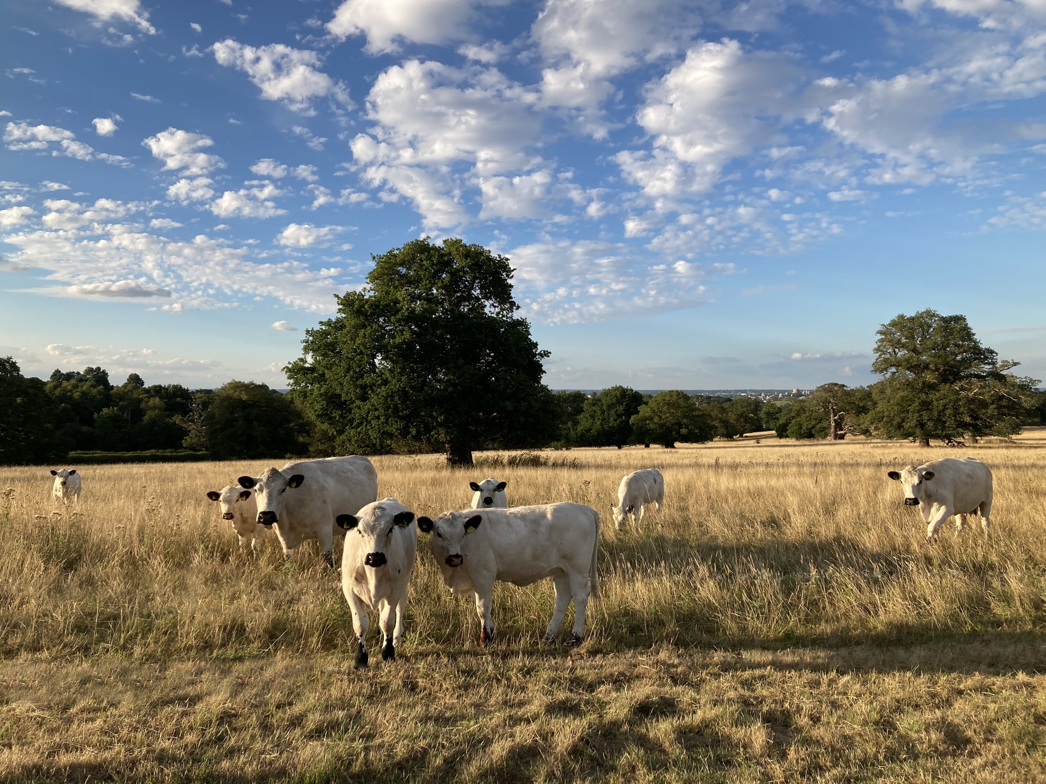 View of British White, rare breed cattle, at Windsor Great Park.