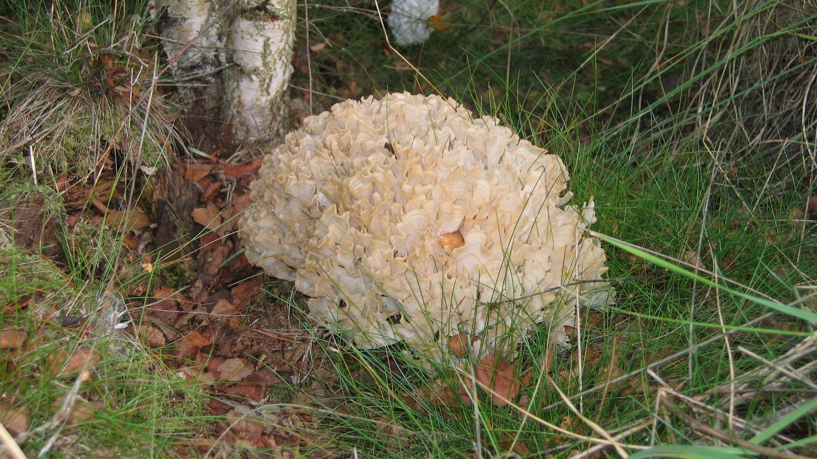 Cauliflower fungi.